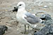 Seagull #3