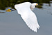 Snowy Egret in flight over water