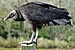 American Black Vulture