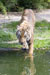 Indochinese Tiger