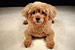 Miniature Poodle