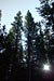 Sunrise / Ponderosa Pine