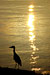 Sunrise over Clear Lake, with Heron