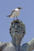 Statue and Seagull