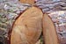 Cut Pine Logs