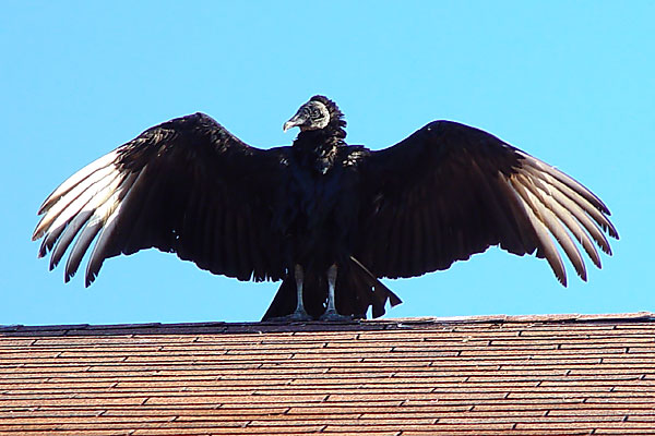 vulture-4a.jpg