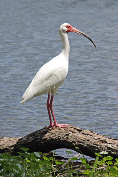 white-ibis-1a.jpg