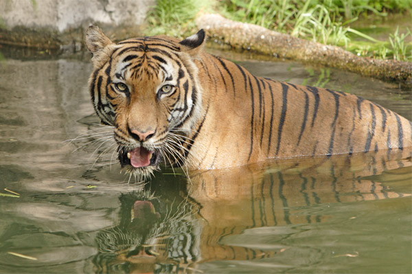 Corbett Tiger