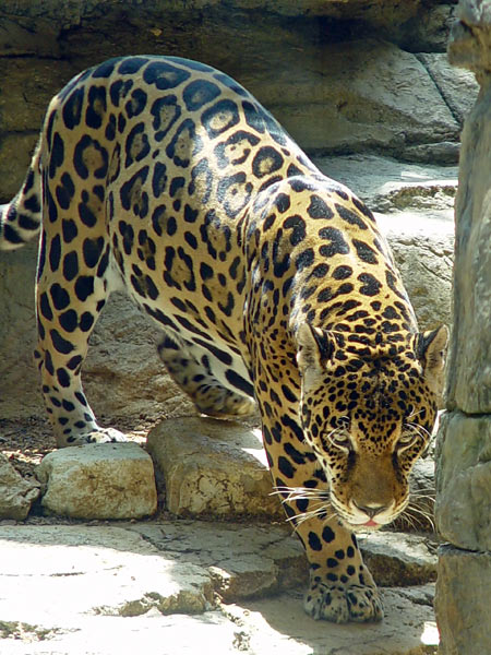 jaguar animal pictures. Picture of a Jaguar