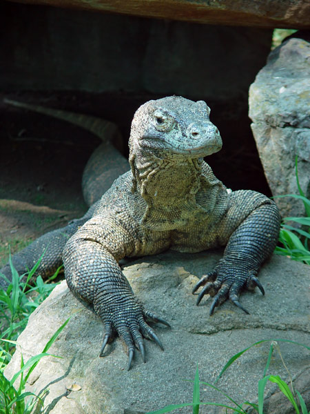 http://www.photohome.com/pictures/animal-pictures/wildlife/komodo-dragon-1a.jpg