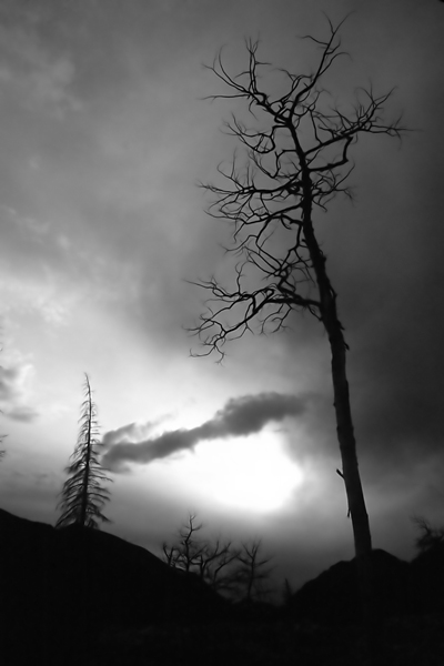 http://www.photohome.com/pictures/colorado-pictures/landscapes/colorado-tree-1a.jpg