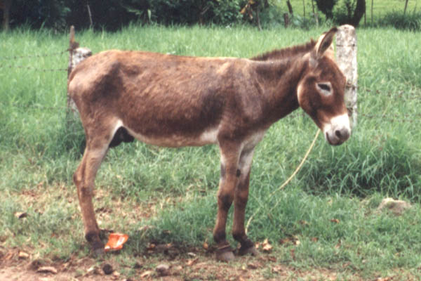 donkey-1.jpg