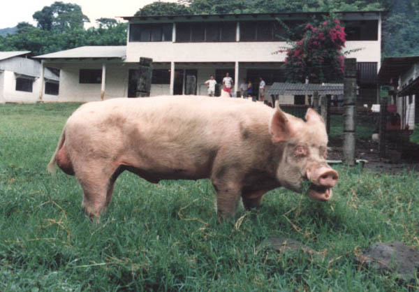 pig-1.jpg